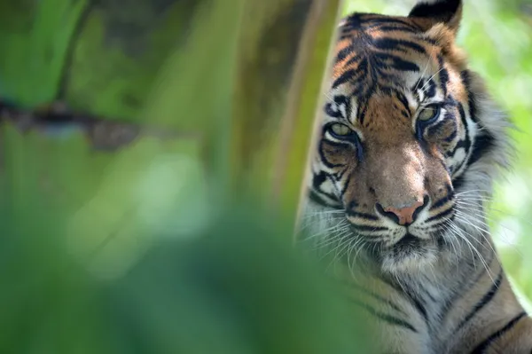 Sumatra-Tiger — Stockfoto