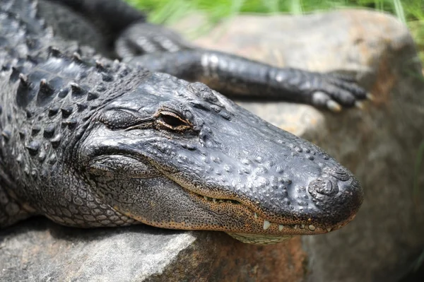 Amerikaanse alligator — Stockfoto