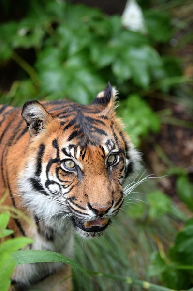 Sumatra-Tiger — Stockfoto