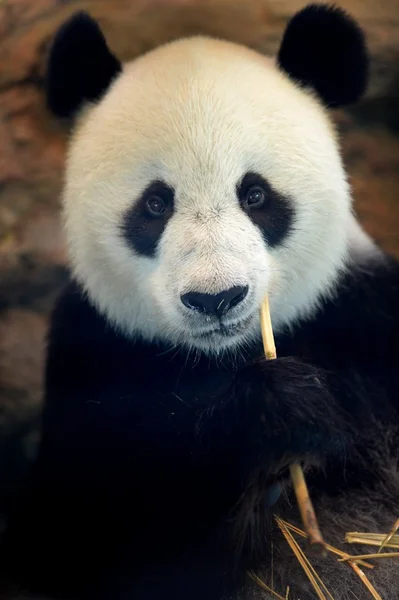 Panda ! — Photo