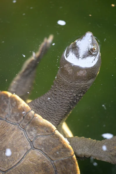 Tartaruga de pescoço curto — Fotografia de Stock