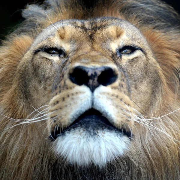 Afrikanischer Löwe — Stockfoto