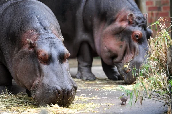 Hippopotamus — Stock Photo, Image