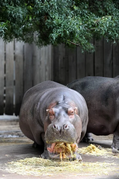 Hippopotamus — Stock Photo, Image