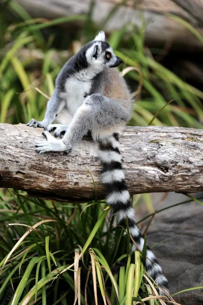 Anello Lemur coda — Foto Stock