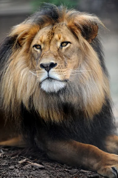 Afrikanska lejon — Stockfoto