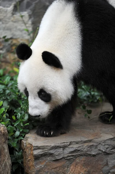 Panda. —  Fotos de Stock