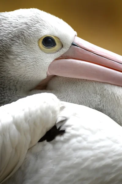 Pelican — Stock Photo, Image