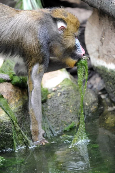 Mandrill'di — Stok fotoğraf