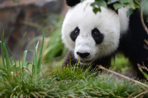 Panda. —  Fotos de Stock