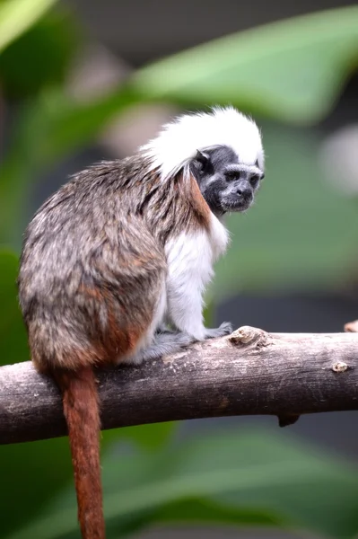 Cotton Top Tamarin — Stock Photo, Image