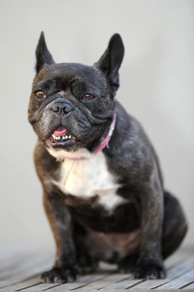 French Bulldog — Stock Photo, Image