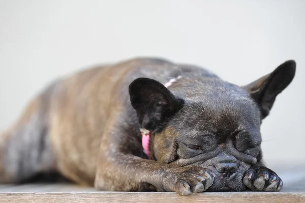 French Bulldog — Stock Photo, Image