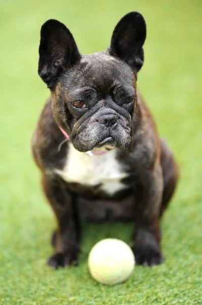 French Bulldog — Stock Photo, Image