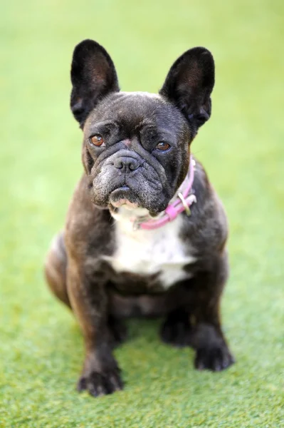 French Bulldog — Stock Photo, Image