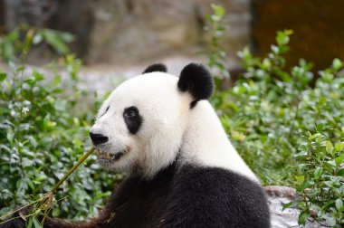 Panda.