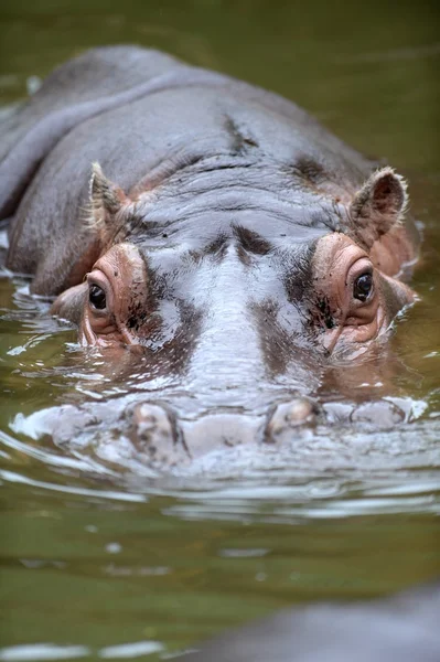 Afrikaanse hippo — Stockfoto