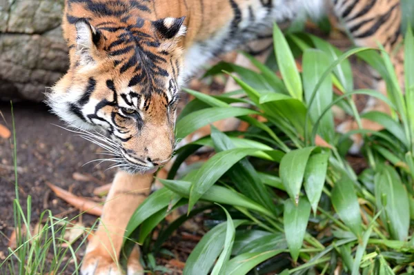 Sumatran tiger — Stockfoto