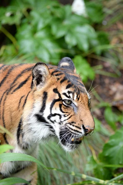 Tigre-de-sumatra — Fotografia de Stock