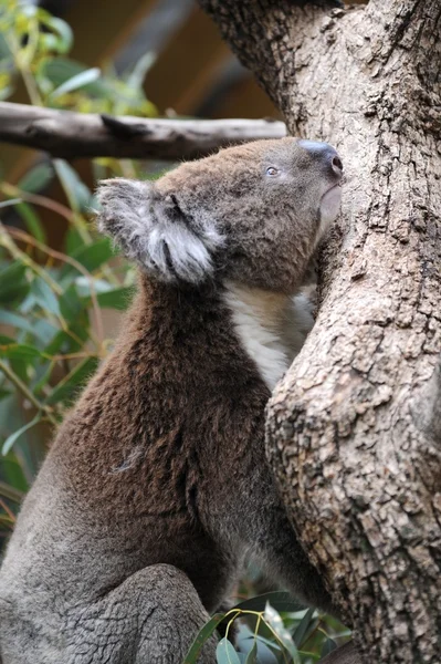 Koala. —  Fotos de Stock