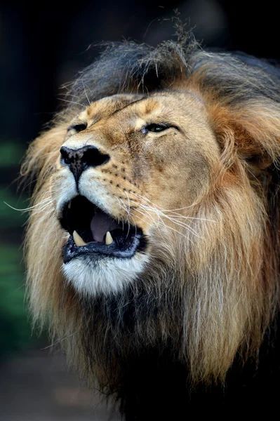 African Lion — Stock Photo, Image