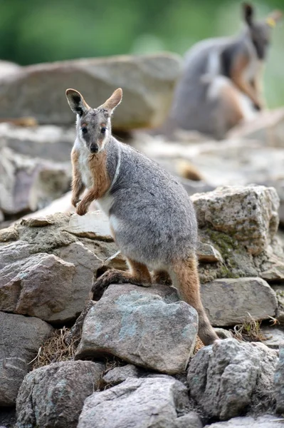 Rock Wallaby — Stock Photo, Image