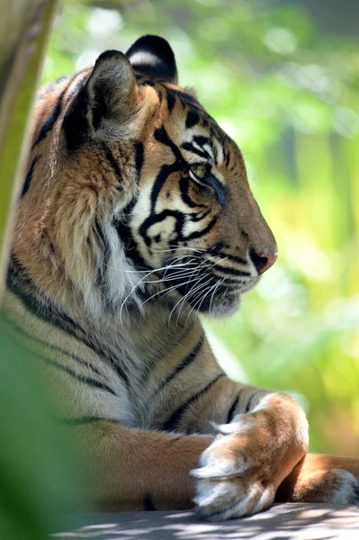 Sumatra-Tiger — Stockfoto