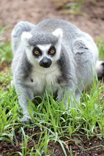 Anello Lemur coda — Foto Stock