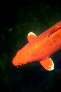 koi sazan balığı.