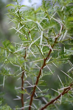boxthorn