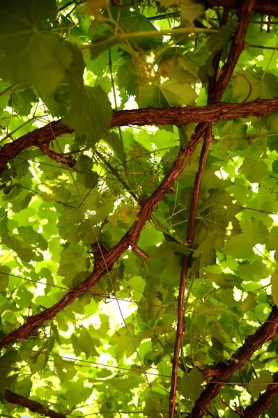 Vinos de uva —  Fotos de Stock