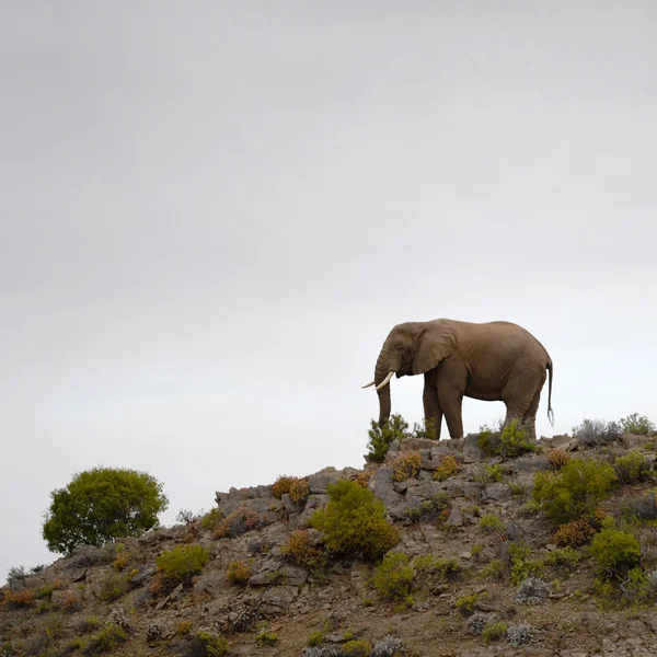 Afrikansk elefant — Stockfoto