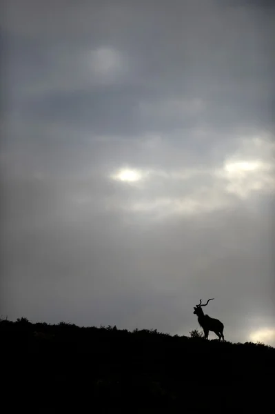 Kudu africano — Foto Stock