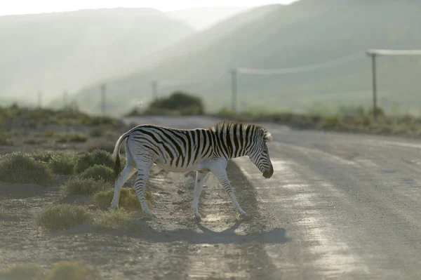 Zebra. — Fotografia de Stock