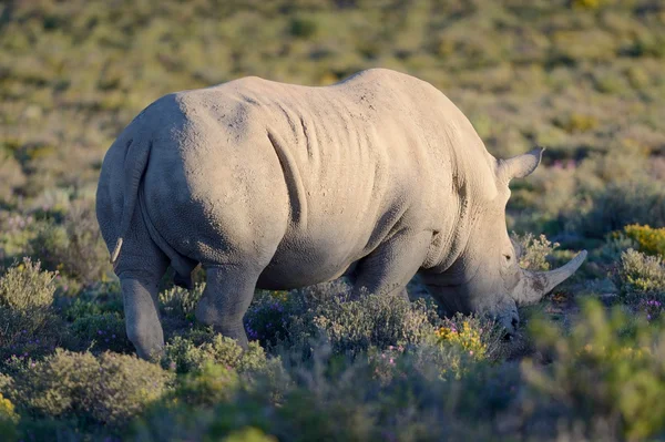 Rhino — Stock Photo, Image