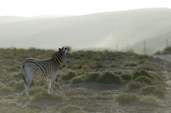 Zebra. — Fotografia de Stock