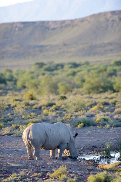 Rhino — Stock Photo, Image