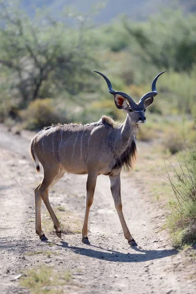 Kudu — Foto Stock