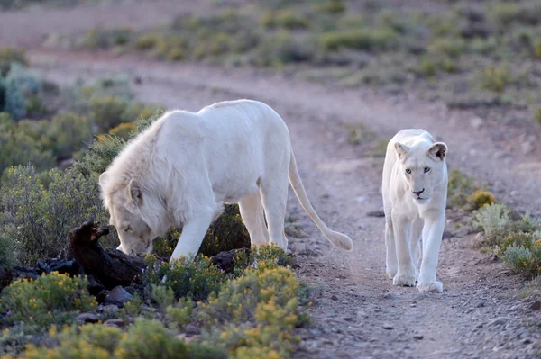 Białe lwy — Zdjęcie stockowe