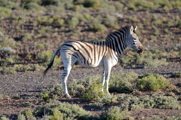 Zebra — Stok fotoğraf