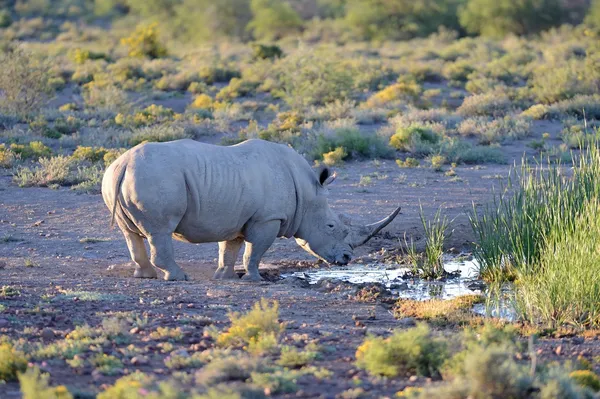 Rhino — Stock Photo, Image