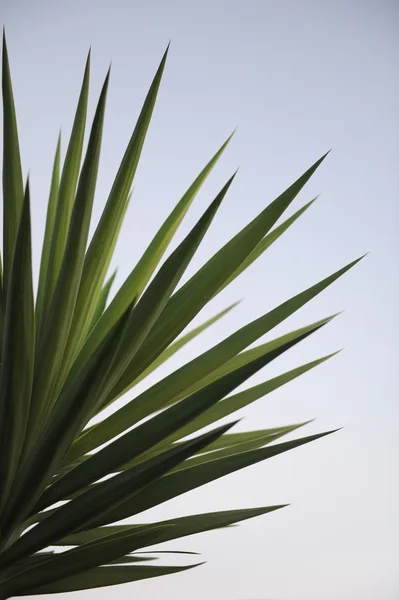 Yucca växt — Stockfoto