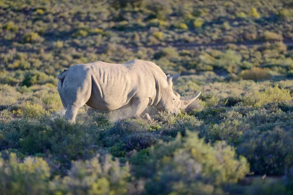 Rhino — Stock Photo, Image