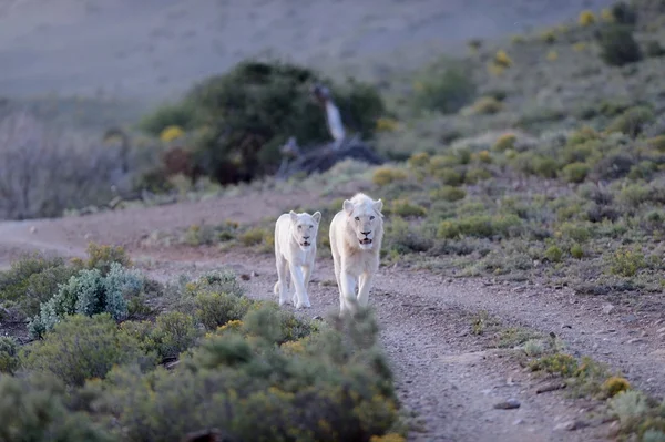 White Lions — Stock Photo, Image