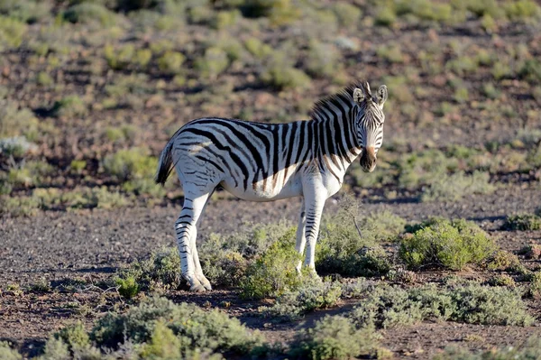 Zebra — Zdjęcie stockowe