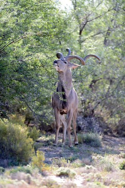 Kudu — Foto Stock