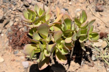 çöl bitki örtüsü