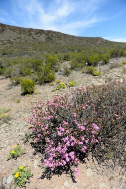 çöl bitki örtüsü