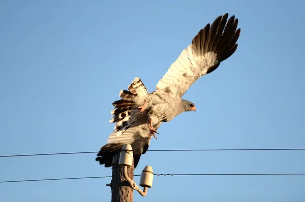 Falco ricino africano — Foto Stock