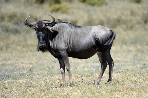 Gnu. — Foto Stock